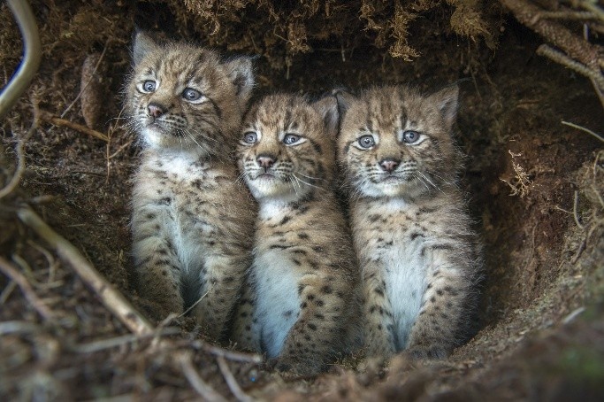 DER LUCHS (CH)